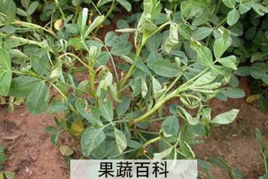 花生秧子泡水喝的功效与作用