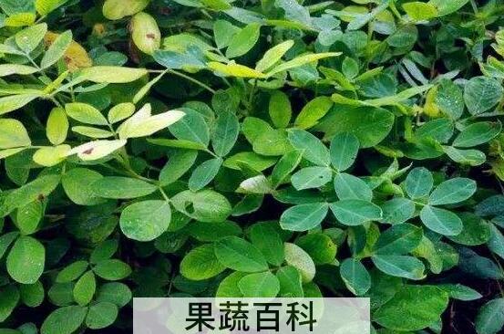 花生秧子泡水喝的功效与作用