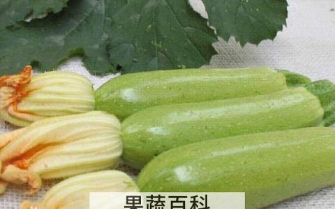 番瓜有什么功效与作用 吃番瓜的好处有哪些