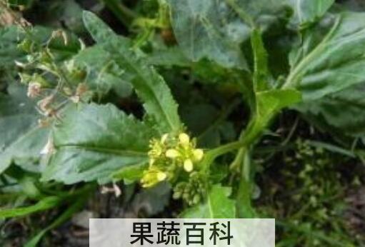 苦油菜的功效与作用
