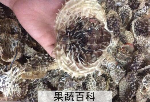 刺鱼皮的功效和作用 刺龟皮的药用价值