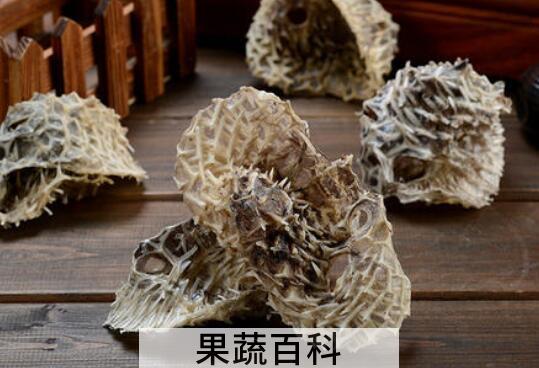 刺鱼皮的功效和作用 刺龟皮的药用价值