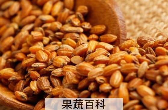 糙米茶的功效与作用 糙米怎么吃