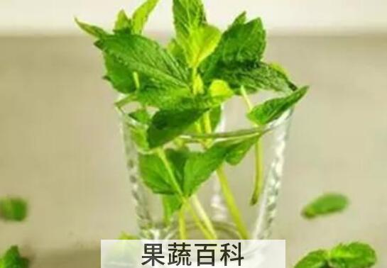 薄荷泡水喝有什么好处