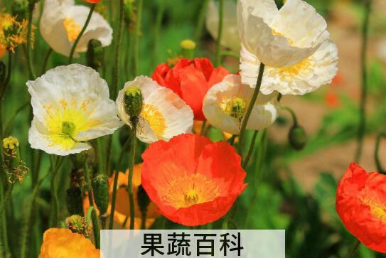 花的养殖方法和注意事项有哪些