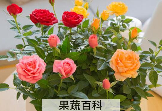 花的养殖方法和注意事项有哪些