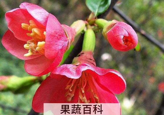 贴梗海棠花的养殖方法和注意事项有哪些