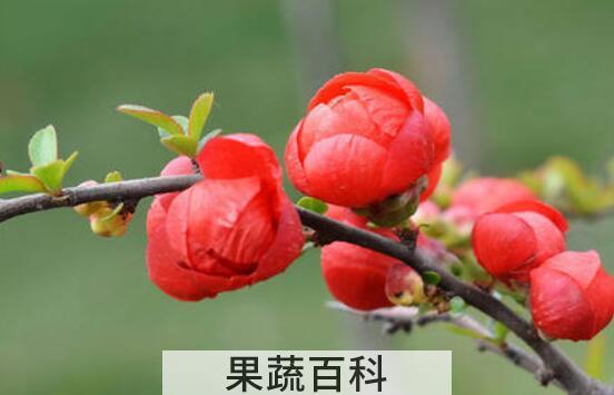 贴梗海棠花的养殖方法和注意事项有哪些