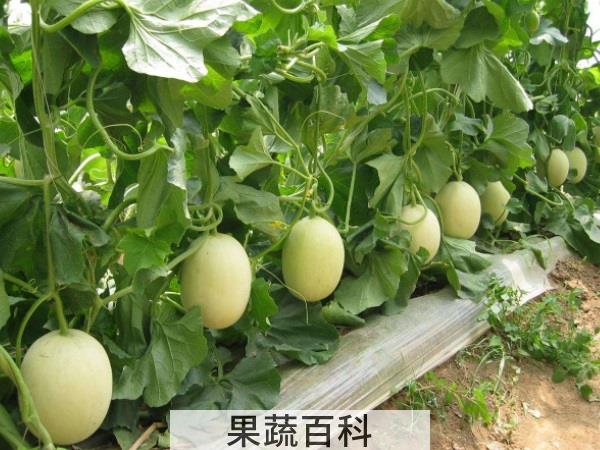 水果百科知多少 吃香瓜上火吗
