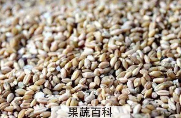 青稞米怎么做好吃 青稞米的好处