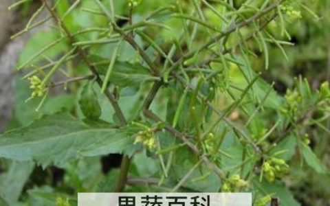 野油菜的功效与作用