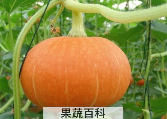 哪5种人不能吃南瓜