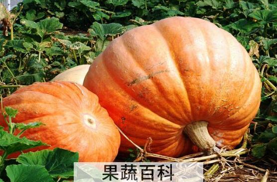 哪5种人不能吃南瓜