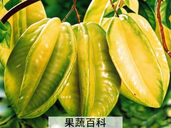 创意水果吃法公布 杨桃的吃法有哪些