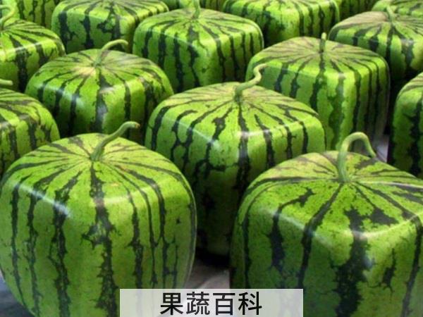 水果奇妙物语 解读方形西瓜