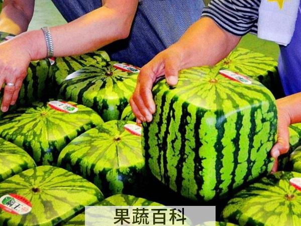 水果奇妙物语 解读方形西瓜