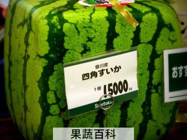 水果奇妙物语 解读方形西瓜