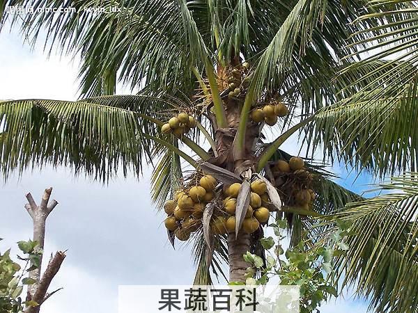 椰子怎么打开 感受原始武器的力量