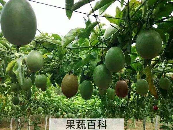 降血压治失眠 百香果怎么吃