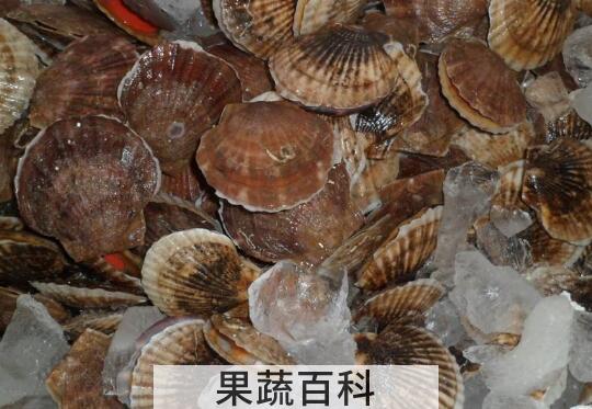 夏威夷贝哪些部位不能吃 吃夏威夷贝的好处