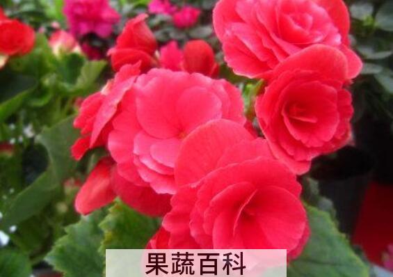 秋海棠花的养殖方法和注意事项有哪些