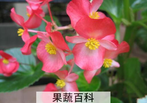秋海棠花的养殖方法和注意事项有哪些
