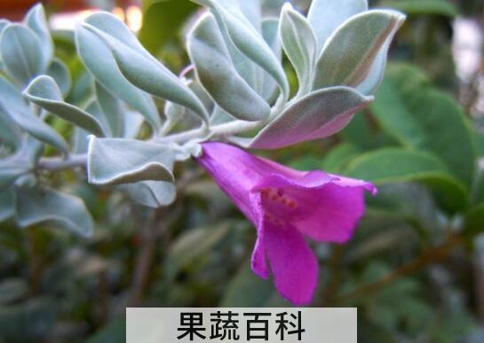 玉芙蓉的养殖方法和注意事项