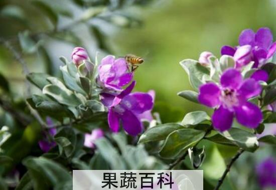 玉芙蓉的养殖方法和注意事项