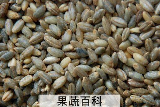 青稞粥怎么熬 青稞粥的做法大全