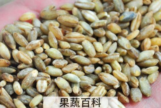 青稞粥怎么熬 青稞粥的做法大全