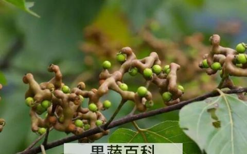 拐枣的功效与作用 吃拐枣的好处