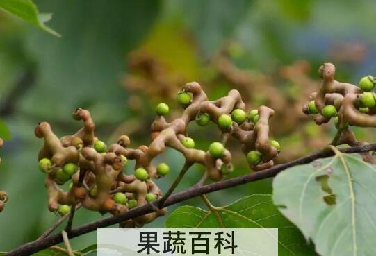 拐枣的功效与作用 吃拐枣的好处