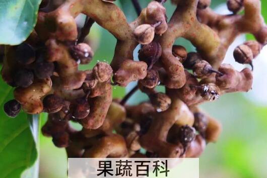 拐枣的功效与作用 吃拐枣的好处