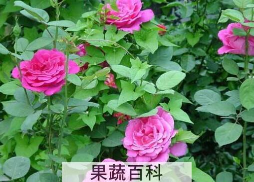 月季花的养殖方法和注意事项有哪些