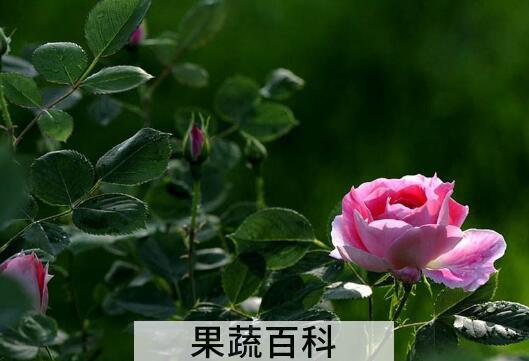 月季花的养殖方法和注意事项有哪些