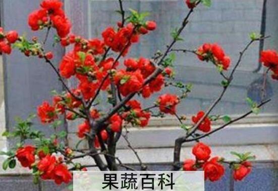日本海棠花的养殖方法和注意事项有哪些