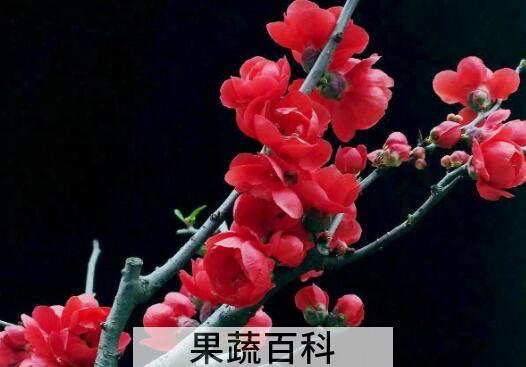 日本海棠花的养殖方法和注意事项有哪些