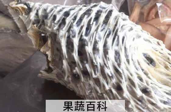 刺龟皮如何去刺 刺龟的刺应该怎么剔除