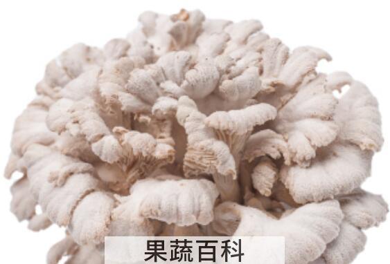 白参菇的功效与作用 白参菇的食用方法