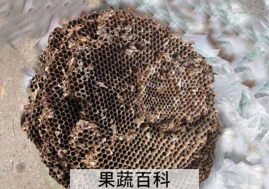 野生马蜂窝的吃法 野生马蜂窝的作用