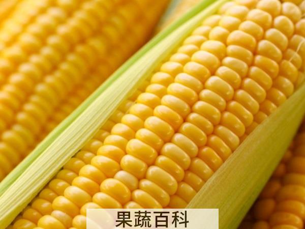 要煮我得看你功力 玉米煮多久能熟