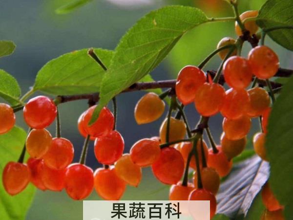 野生同样受上帝宠爱 野樱桃是什么