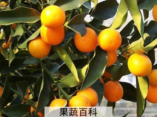 怎样制作顺序如何 咸金桔敲门公布