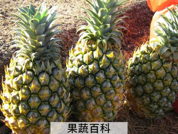 凤梨和菠萝一样吗 能不能直接吃是关键