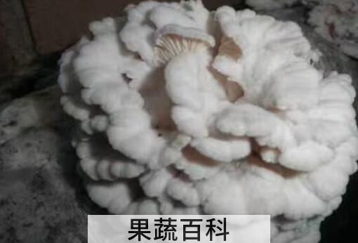 白参菌的功效与作用及禁忌