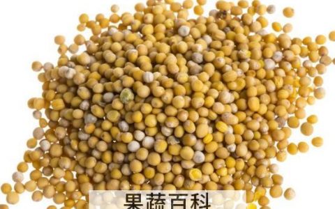 芥末籽怎么调好吃 芥末籽怎么使用