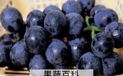 吃黑加仑有什么好处和坏处