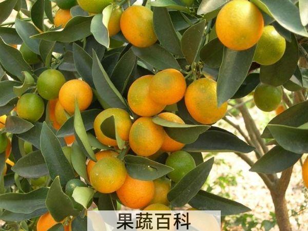 柑子和橘子的区别 剥皮就能判断