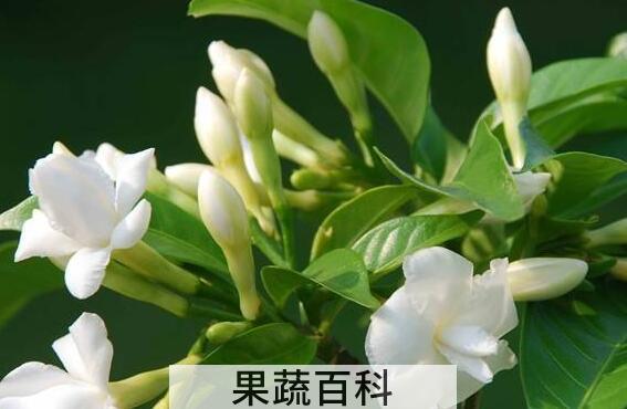 Φ子花的养殖方法和注意事项有哪些