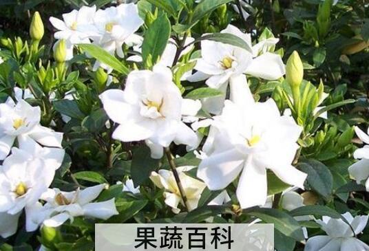Φ子花的养殖方法和注意事项有哪些